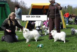 Club Show 2015 i Gräfsnäs domare Anna Uthorn BIS nord uch Jockums Keaton ägare Anna-Carin Falk, BIM Honey Queen´s Qustella ägare Annika Hjälm (samma resultat som på SKK 2015 i Kista)
