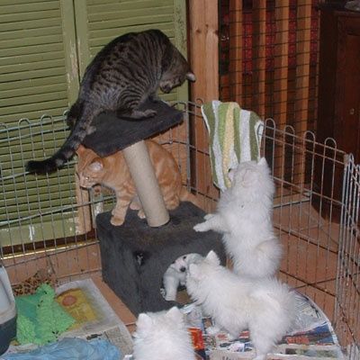 Bröderna Tom-Tom och Jerry älskar hundar!