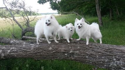 Issos, lilla Vita och Bianca gullisar.