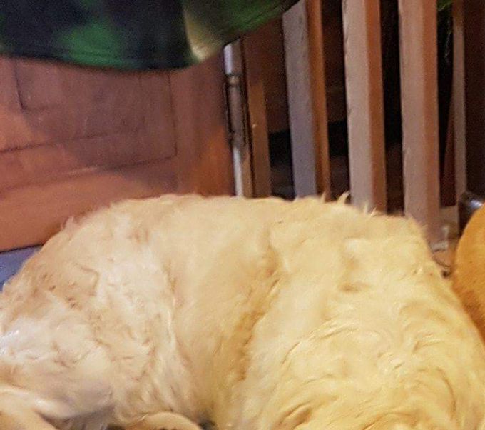 Uppfödning utav Golden retriever och Volpinno Italiano i samarbete med min dotter Eva kennel Honey Eve`s (www.honeyevesgolden.se)




Annika och Kaj Hjälm
Hålldammen 236
819 66 Lövstabruk
tel: 0702558833, 0705662265
e-post: anicayelm@telia.com
Jane Wiman, 0736933047, e-post: jane.wiman1@outlook.com

 